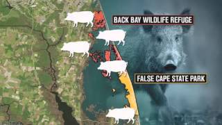 Feral pigs going hog wild in Hampton Roads