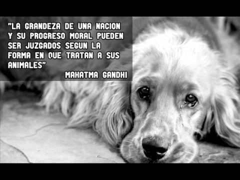 Los perros los mejores amigos - YouTube