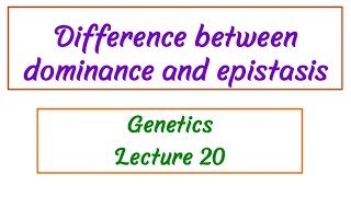 Difference between Dominance and Epistasis / Genetics Lecture 20