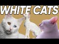 Five Phenomenal Facts About White Cats!