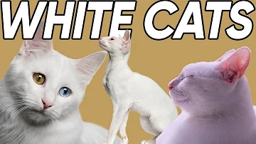 Do white cats have ear problems?