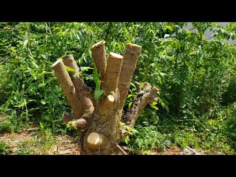 Video: Dogfennel Weed Control - Suggerimenti per la rimozione del finocchio in prati e giardini