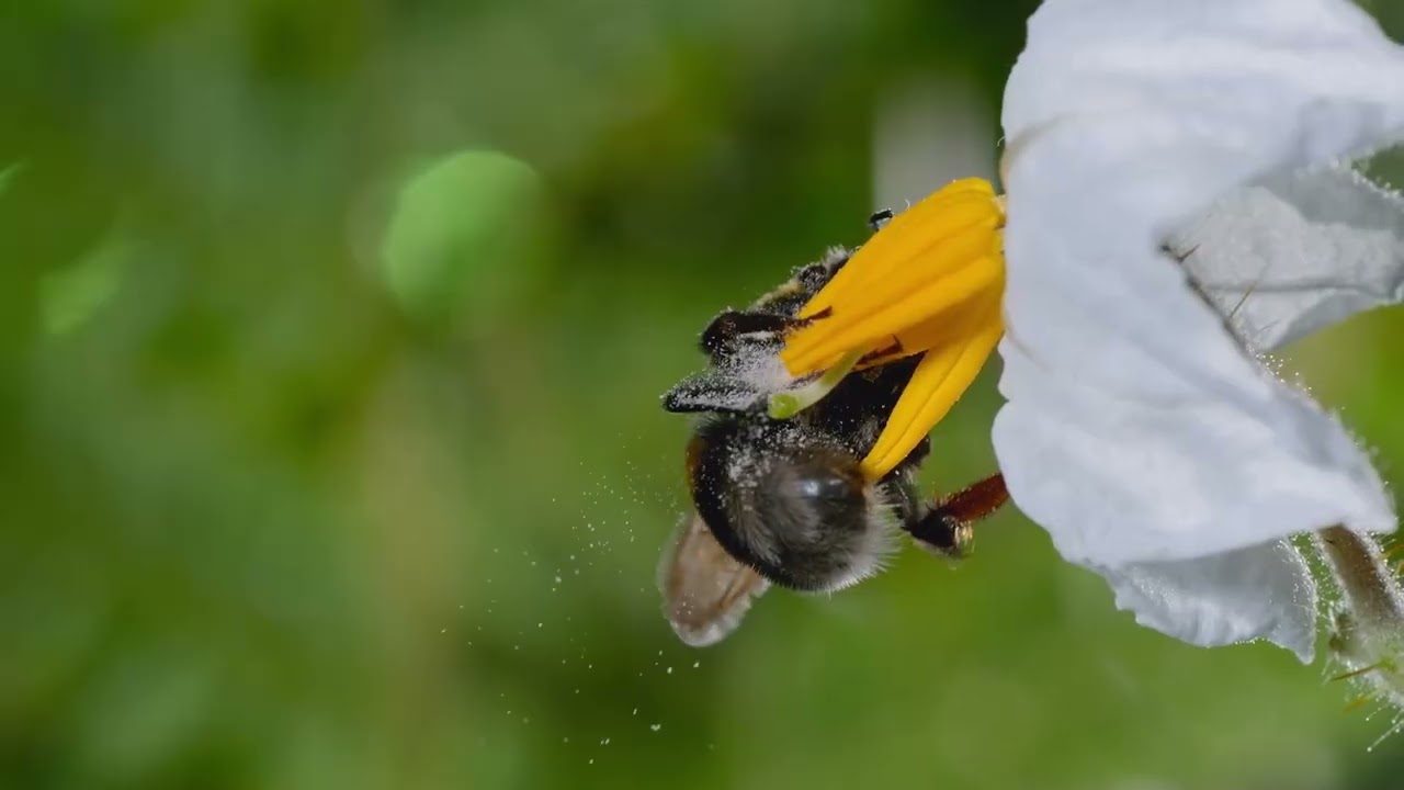 Bertie Gregory - Secrets of the bees - ZUKU | Nat Geo