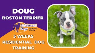 Doug the Boston Terrier Puppy  3 Weeks Residential Dog Training