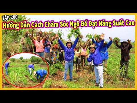 (Tập 200) Nông Nghiệp VIỆT NAM ở Châu Phi || Hướng Dẫn Người Dân Chăm Sóc Ngô Để Đạt Năng Suất Cao