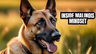 Why The Belgian Malinois is DIFFERENT!