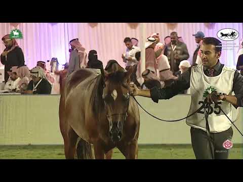 N 255 AL OWAX   King Abdulaziz Arabian Horse Center Show 2021   Stallions 4 6 Years Old Class 10A