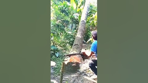 Cutting down a big and tall coconut tree is tense#trees#lumberjack#woodworking#shortvideo