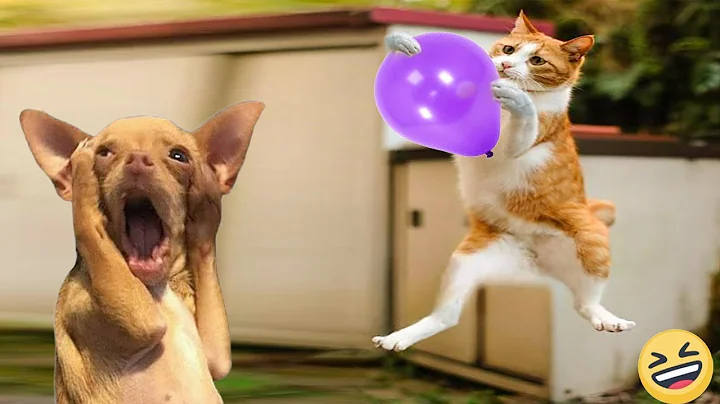 Video 5688081: pets hilarious funny, best funny cats dogs, enjoy best funny cats, pets funny animals