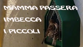 Video mamma passera imbecca i piccoli 24 05 2018 #030