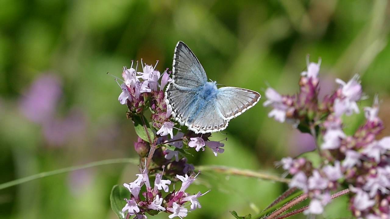 Chalkhill Blue butterfly, Sharpenhoe Clappers, Bedfordshire 6th August 2016