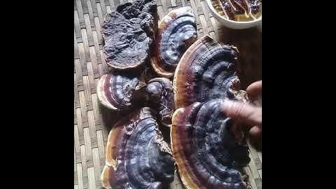 Qhia tshuaj mob ntxhws mob siab haw pob yog nceb liab zoo tshuaj mob hawb pob .2019