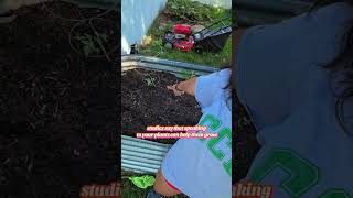 when you planted too late in the season but are willing to take drastic measures