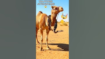 “Python Wraps Around Camel’s Neck – Tourists Shocked 😱🐍🐪”. #usaanimals  #shortsfeed  #camel