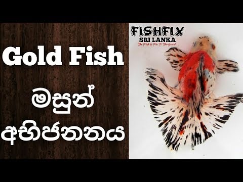 sinhala goldfish breed