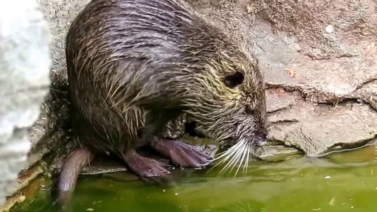Kiev Zoo 2017 Київський Зоопарк