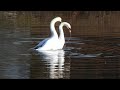 Paugurknābja gulbju pārošanās - Спаривание лебедей-шипунов - Mute swan mating