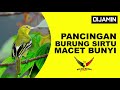 PANCINGAN BURUNG SIRTU SIRDUNG CIPAW CIPOW CETOH MACET BUNYI, DIJAMIN GACOR || KICAU MANIA