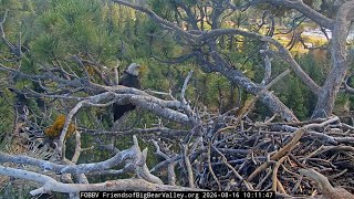 Big Bear Bald Eagles 2026 8 16 After parting with Shadow KD1 went to the Nest Tree s basement