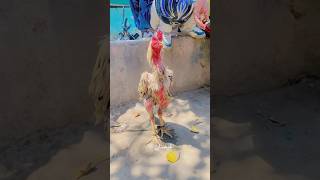 Top quality sale price of the same #chickendishrecipe #roosterchicken #adorablechicks #murga