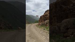 jump acha tha magar 😥#shikari #youtubeshorts #pakistan #trending #shikarhishikar #animallovers#dog