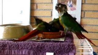 DSCF6529.AVI