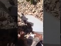 حطام طائرة التجسس الامريكية التي تم اسقاطها في صنعاء