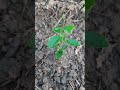 आज मैंने बागान में नींबू का पौधा लगाया🪴 ||lemon plant🍋 || shorts