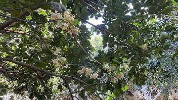 Hướng dẫn kỹ thuật làm bông Bưởi da xanh từ A-Z cho người mới bắt đầu