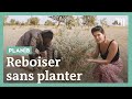 Comment le Sénégal reboise sans planter d'arbres #PlanB