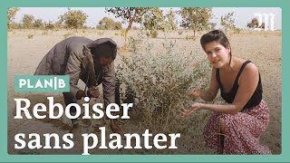 Comment le Sénégal reboise sans planter d'arbres #PlanB