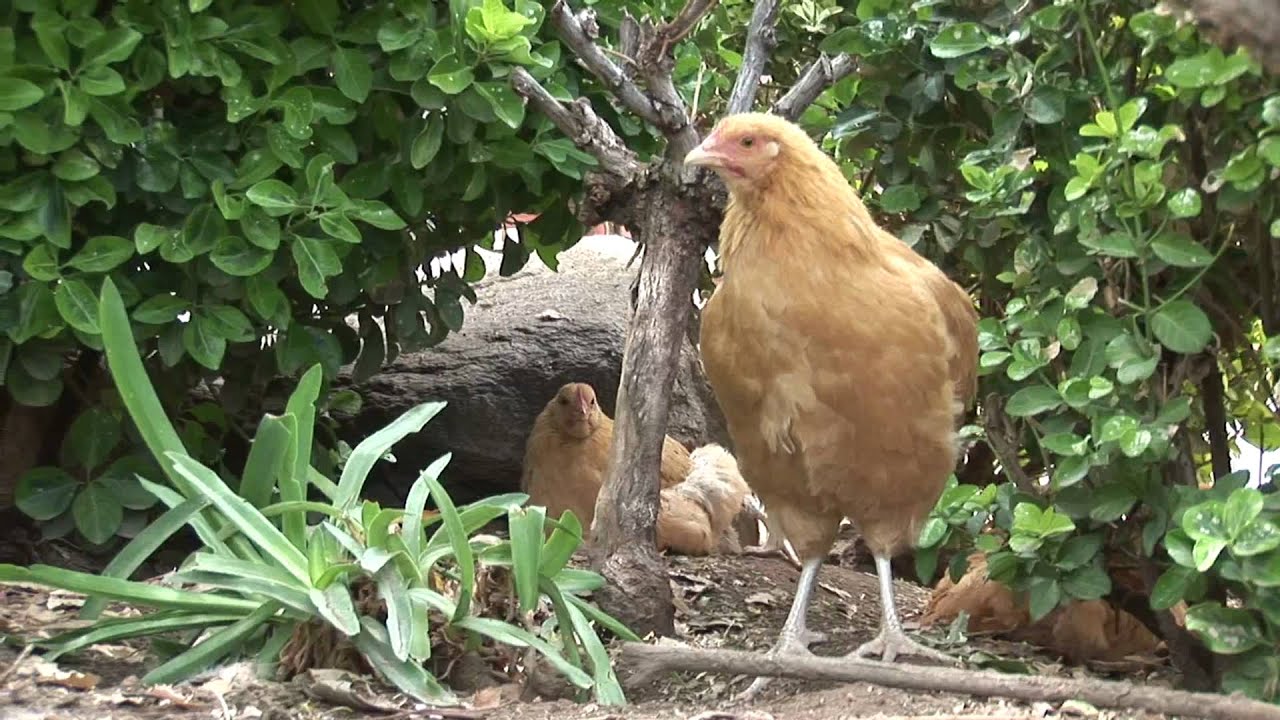 Chickens InThe Bushes_Animal Acres free video clips background