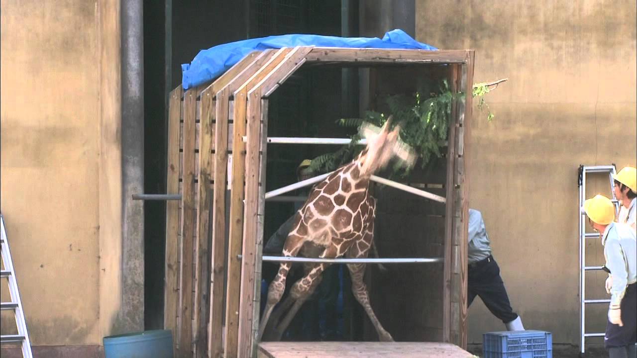 動物おもしろハプニング映像 キリンこける Giraffe Stack It Youtube