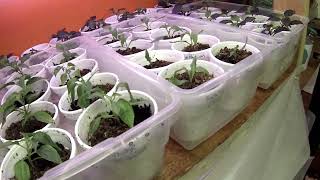 How I grow over 1000 peppers (2)