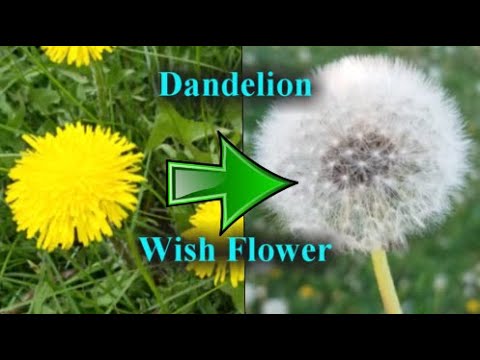 The Wish | Fun Facts -