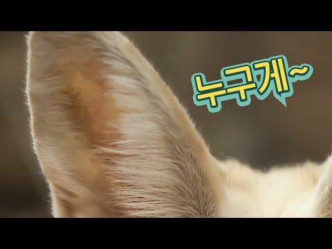 동물들이 사막에서 살아남는 방법 [핫클립] / YTN 사이언스