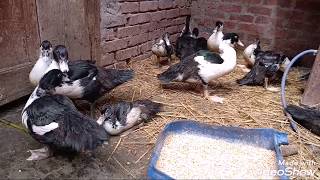 العلاج النهائى والفعال لمرض الكساح عند البط والطيور