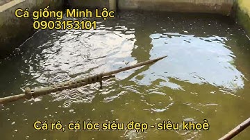 Về lô cá rô, cá lóc siêu đẹp - siêu khoẻ 0903153101 (Lộc, TPHCM)