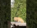 Спостереження 🤗 #кіт #життя #звірі #life #cat #animals #uk