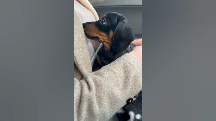 Excuse me 😍 #puppy #dog #fyp #dogs #cutedog #dogshorts #doxie #teckel #fy #foryou #sausagedog #cute