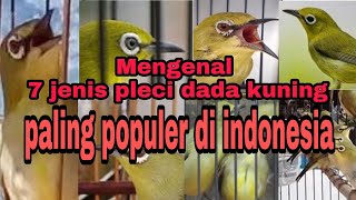 7 jenis burung pleci dakun yg paling populer diindonesia @gegaraChannel