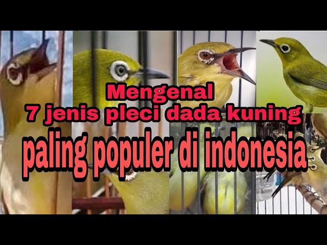 7 jenis burung pleci dakun yg paling populer diindonesia @gegaraChannel class=