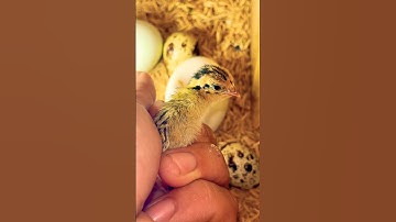 Một bé chim đã ra đi #shorts #short