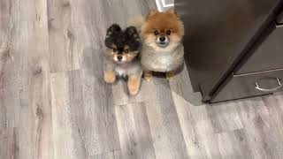 Pomeranians Wanting Treats by Louie Van Dogge 1,047 views 11 months ago 34 seconds