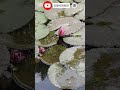Lotus flower in Pond