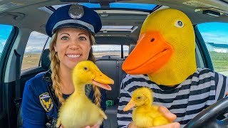 Rubber Ducky STEALS Baby Ducks from Police in Car Ride Chase!