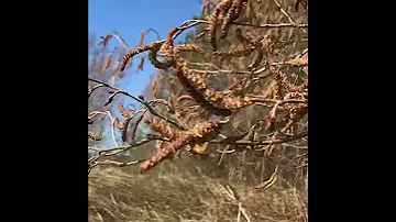 Ольха цветёт
