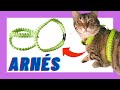 😺 Cómo HACER un ARNÉS para GATO ❤️ | DIY | Manualidades para mascotas  🐶