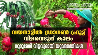 ഡ്രാഗണ്‍ ഫ്രൂട്ട് കൃഷിയില്‍ നൂറുമേനിയുമായി യുവദമ്പതികള്‍ |  DRAGON FRUIT FARM | BHOOMI ORCHARD |