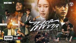 ไก่ขี้ขาว – วงนิยม